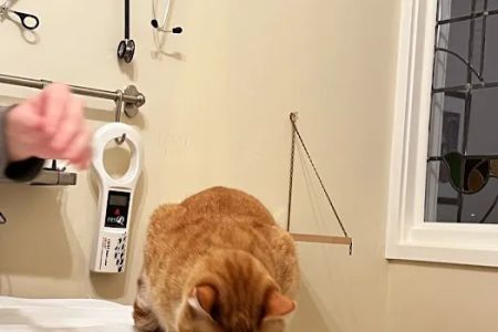 City Cat Vet Clinic