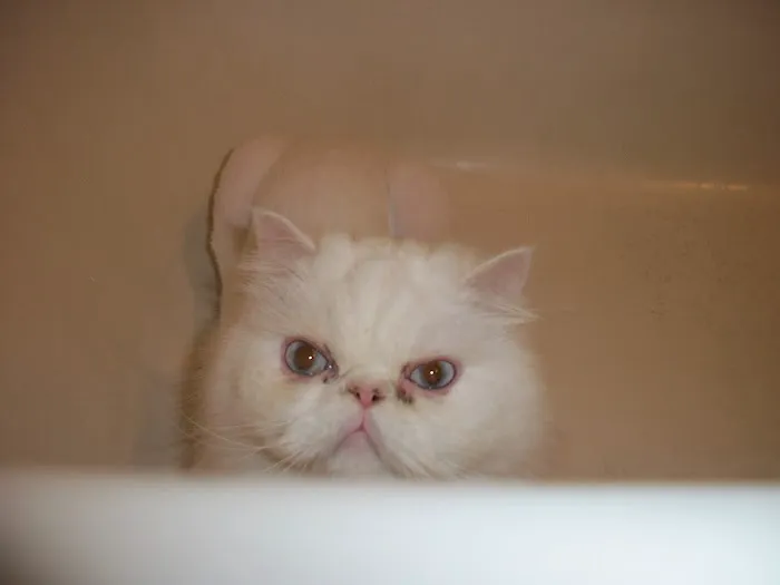 City Cat Vet Clinic 12