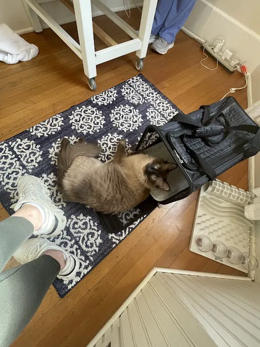 City Cat Vet Clinic 12