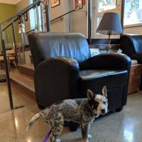 Jet City Animal Clinic ico