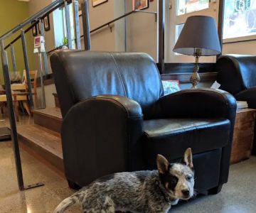Jet City Animal Clinic