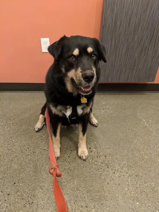 Jet City Animal Clinic 12