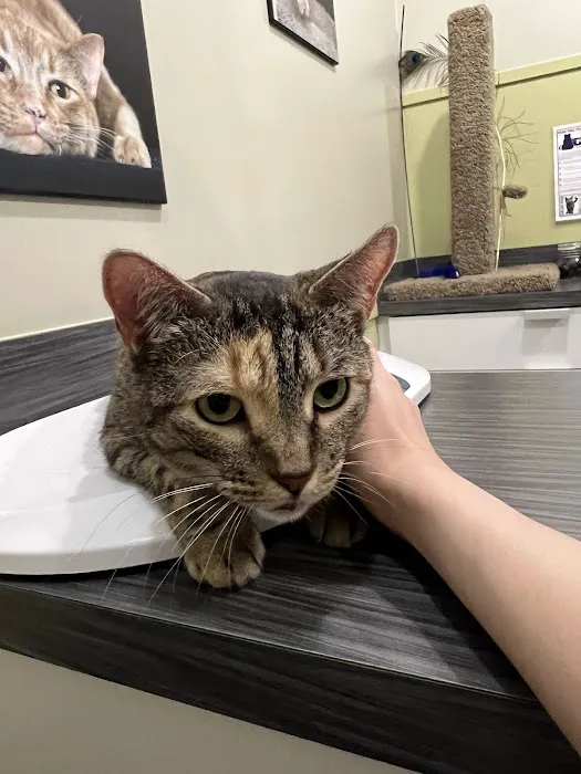Jet City Animal Clinic 12