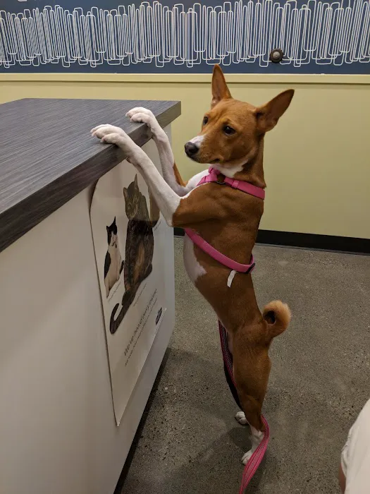 Jet City Animal Clinic 12