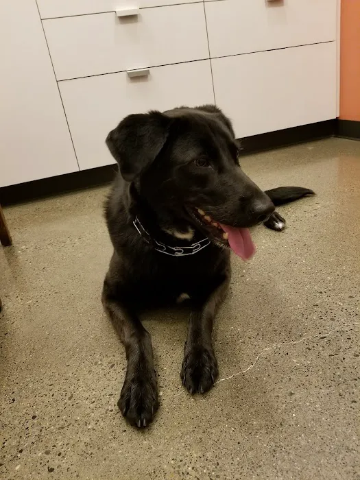 Jet City Animal Clinic 12