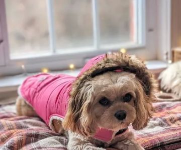 Dogma Bakery - Village at Shirlington