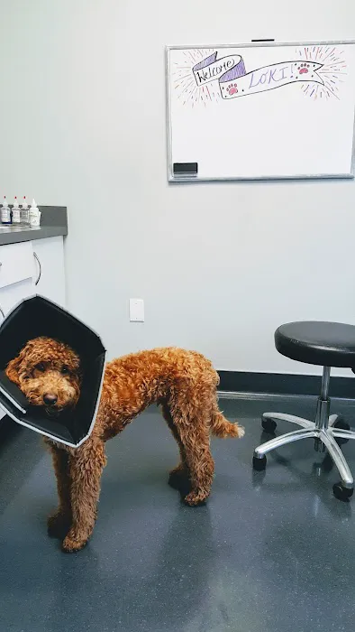 Dermatology Center for Animals 12
