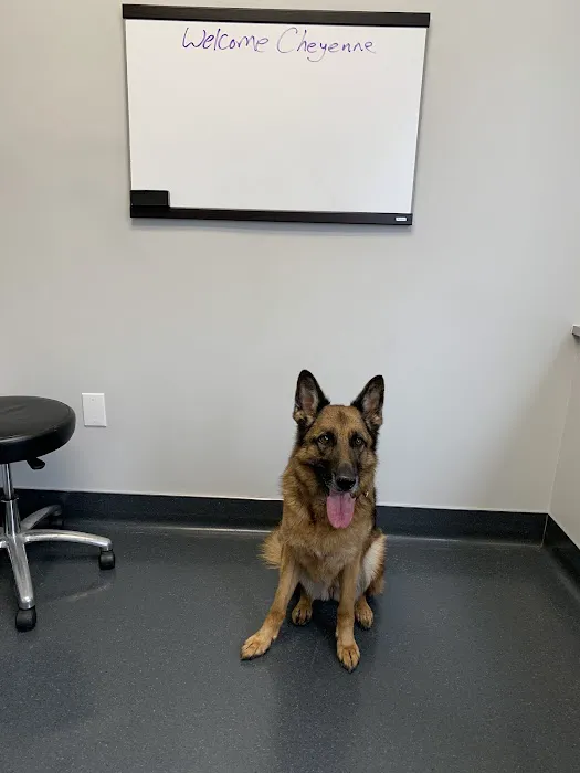 Dermatology Center for Animals 12