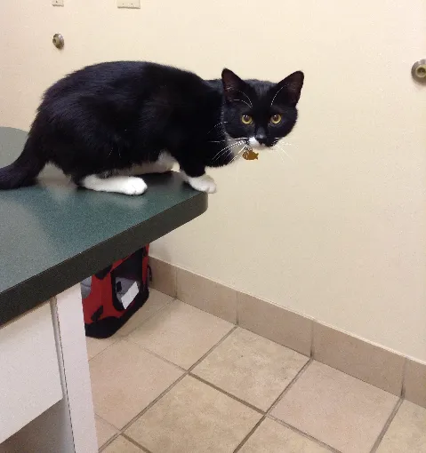Weddington Animal Hospital 12