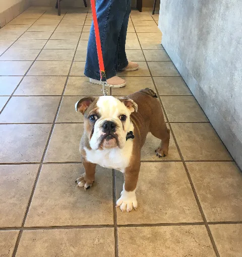 Weddington Animal Hospital 12