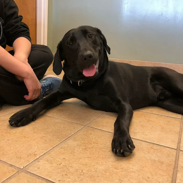 Weddington Animal Hospital 12