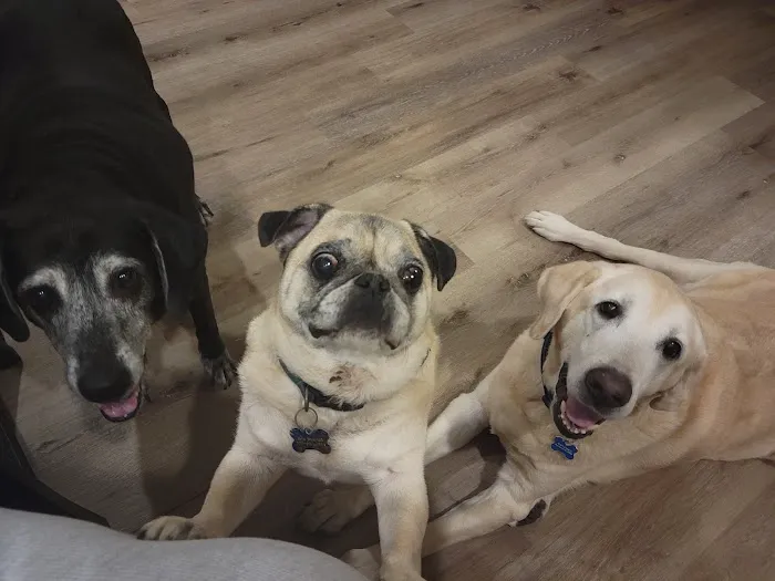 Weddington Animal Hospital 12