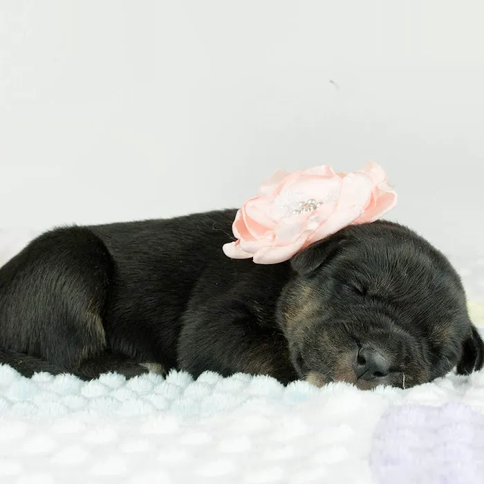 Carolina Pets Animal Hospital 10
