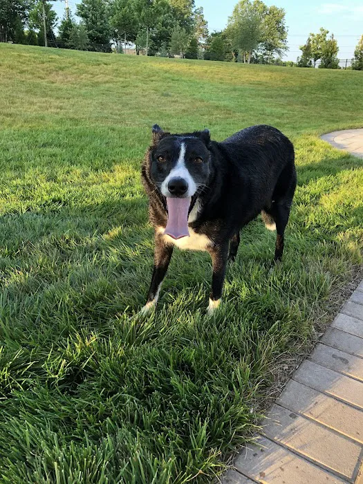 Carolina Pets Animal Hospital 9