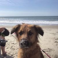 Carolina Pets Animal Hospital ico
