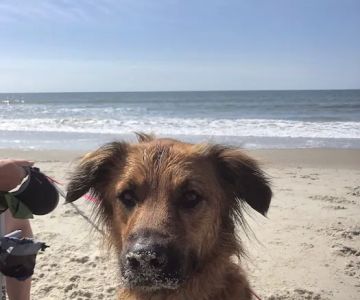 Carolina Pets Animal Hospital