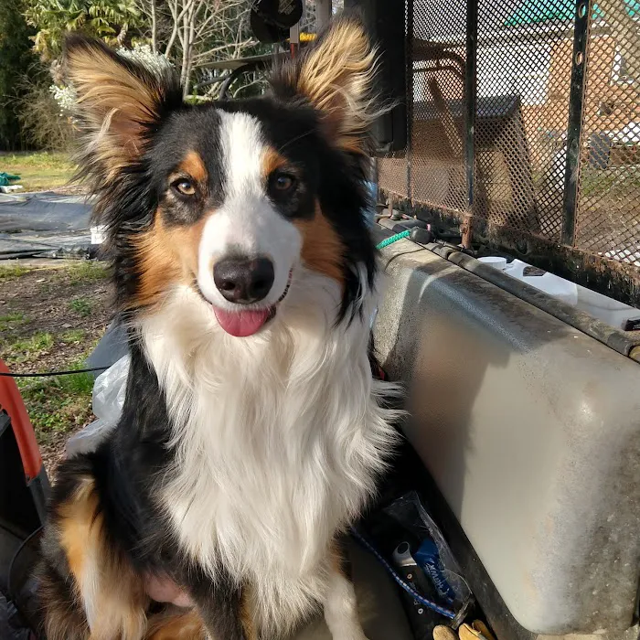 Carolina Pets Animal Hospital 7