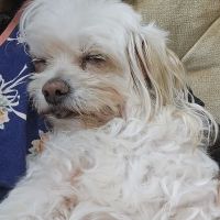 Mercy Animal Hospital ico