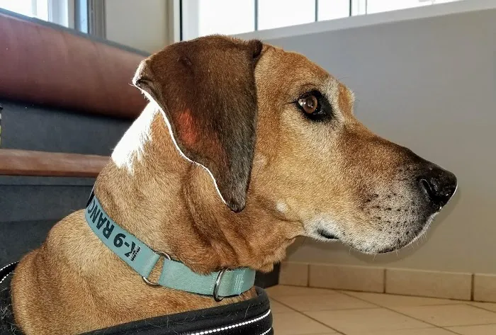 Sun Valley Animal Hospital 4