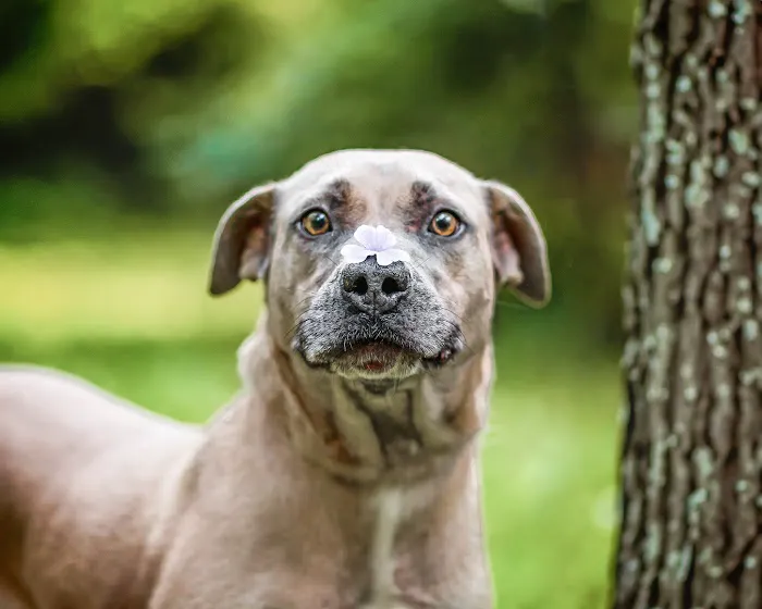 Glade Valley Veterinary Clinic 1