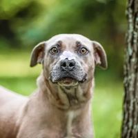 Glade Valley Veterinary Clinic ico