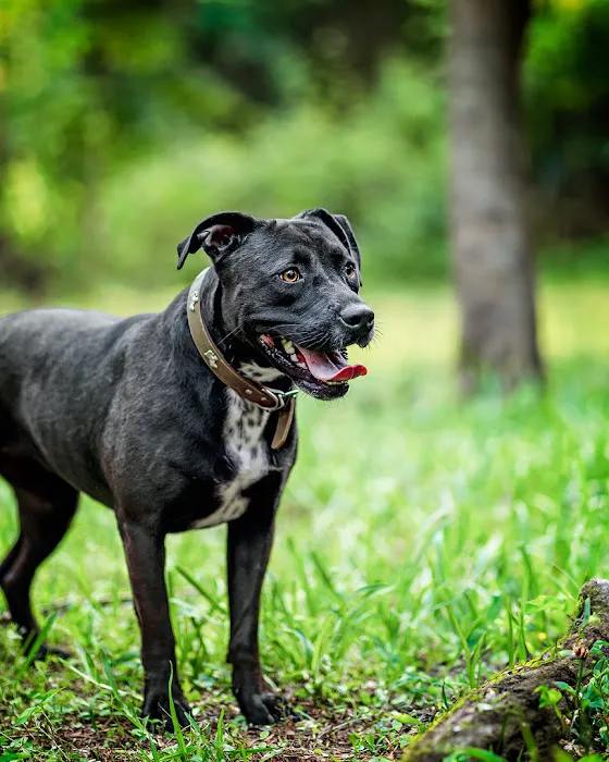Glade Valley Veterinary Clinic 2