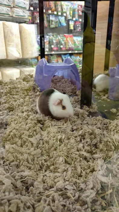 Petco 3