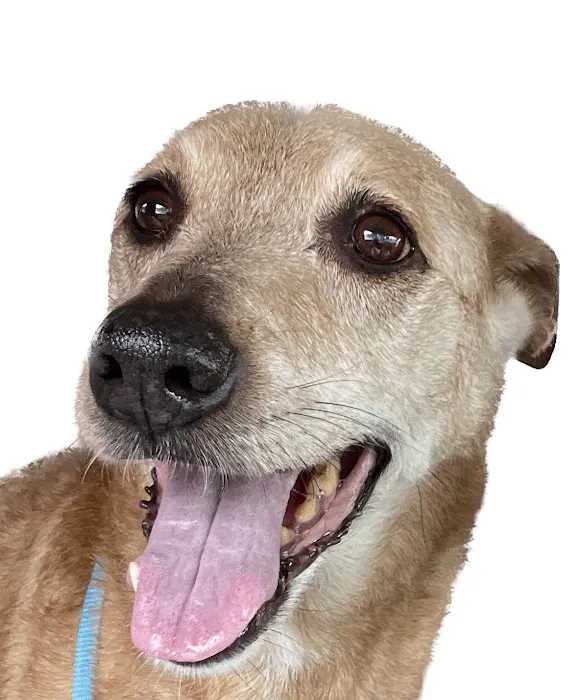 Midtown Veterinary Hospital 12