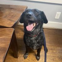 Midtown Veterinary Hospital ico