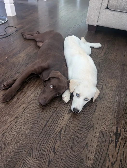 CAWLM Veterinary Hospital + Spa 12