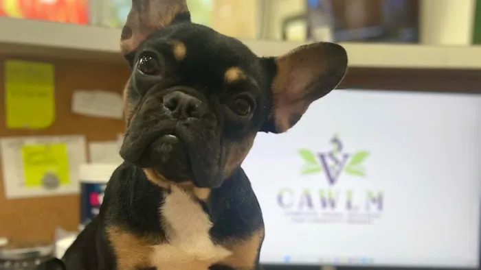 CAWLM Veterinary Hospital + Spa 12
