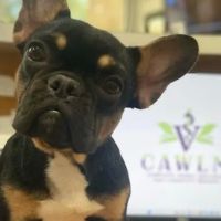 CAWLM Veterinary Hospital + Spa ico