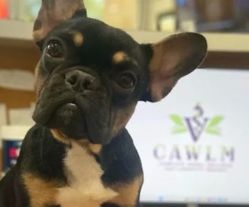 CAWLM Veterinary Hospital + Spa