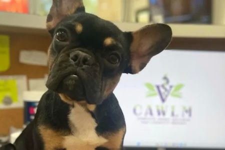 CAWLM Veterinary Hospital + Spa