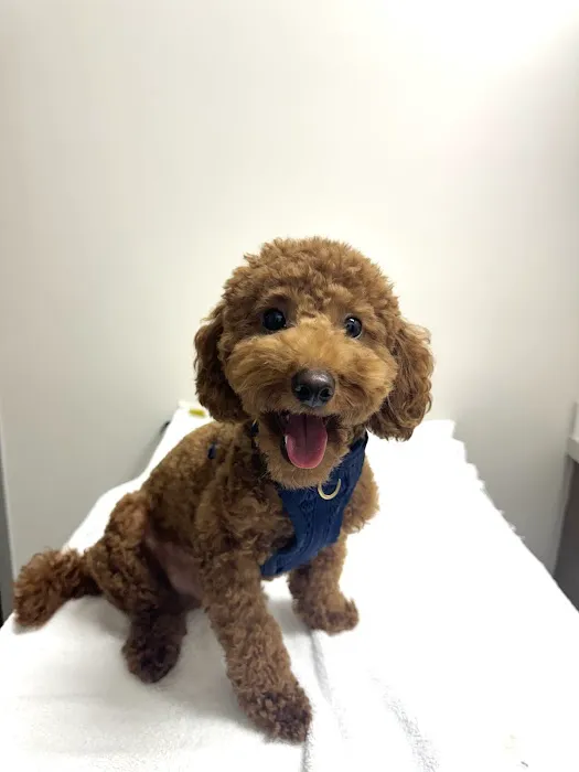 CAWLM Veterinary Hospital + Spa 12