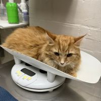 West Alabama Animal Clinic ico