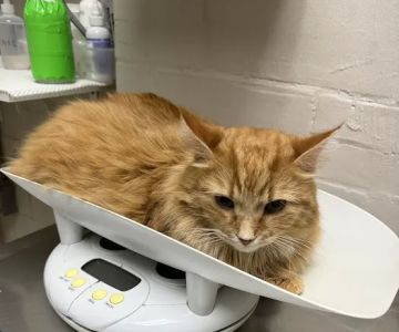 West Alabama Animal Clinic