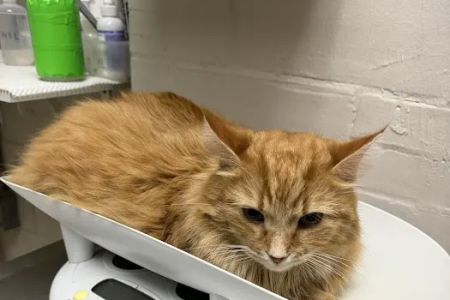 West Alabama Animal Clinic