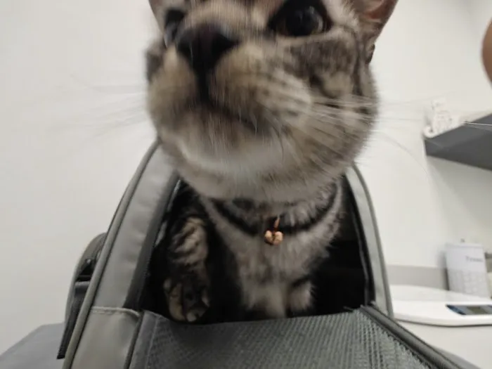 Skyline Animal Hospital 12