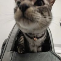 Skyline Animal Hospital ico