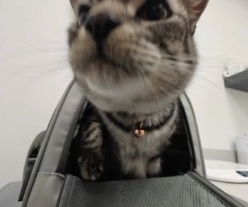 Skyline Animal Hospital