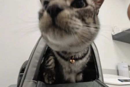 Skyline Animal Hospital