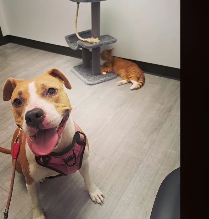 Skyline Animal Hospital 12