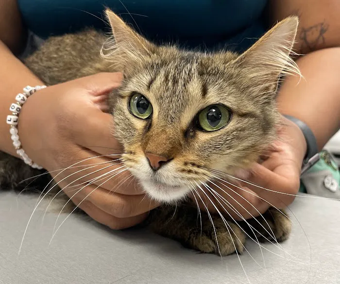 Skyline Animal Hospital 12