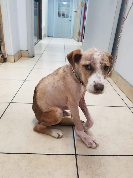 Fairbanks Animal Clinic 12