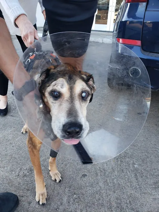 Gulf Coast Animal Eye Clinic 12
