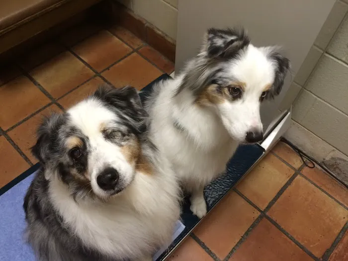 Gulf Coast Animal Eye Clinic 12