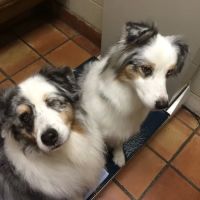 Gulf Coast Animal Eye Clinic ico
