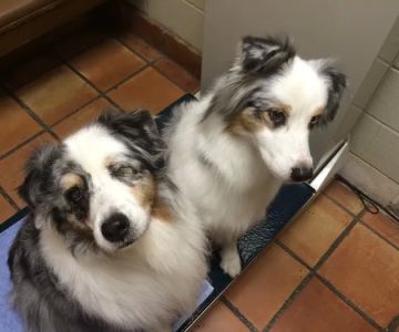 Gulf Coast Animal Eye Clinic