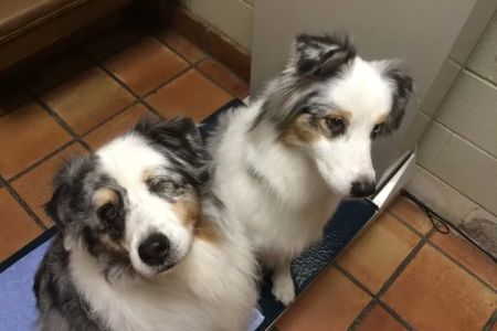 Gulf Coast Animal Eye Clinic